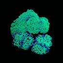 Toxic Splatter Branching Hammer (Euphyllia paraancora) - WYSIWYG