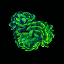 Toxic Waste Branching Hammer (Euphyllia paraancora) - WYSIWYG