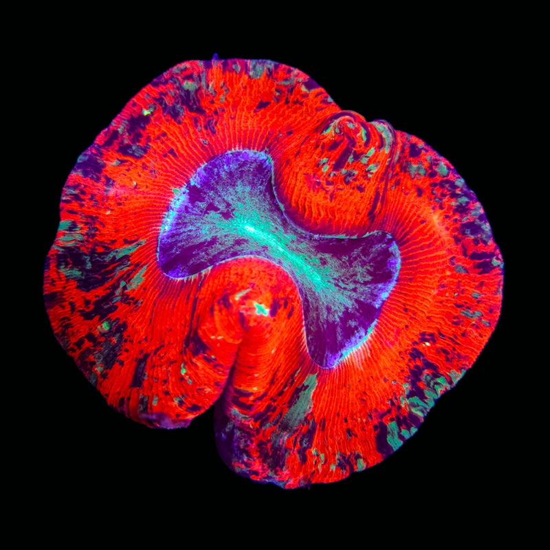 Trachyphillia geoffroyi (WYSIWYG)