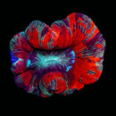 Trachyphillia geoffroyi (WYSIWYG)