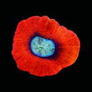 Trachyphillia geoffroyi (WYSIWYG)