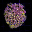 RF Tutti Fruiti Goniopora