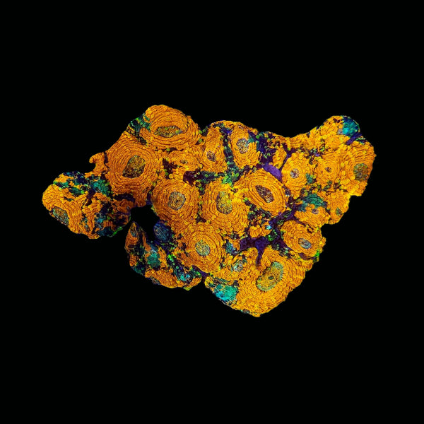 RF Orange Cosmos Acan Echinata - WYSIWYG