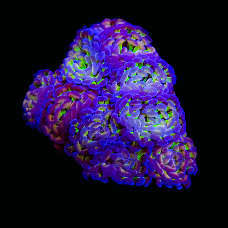 Ultra Tricolor Branching Hammer (Euphyllia paraancora) - WYSIWYG