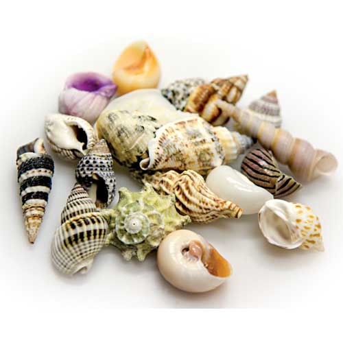 Sea Shells Large in Deco Glass Jar 1 L